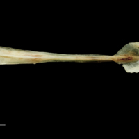 photo of Garfish parasphenoid dorsal view