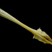 photo of Saithe parasphenoid ventral view