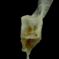 photo of Mediterranean moray caudal vertebra lateral view