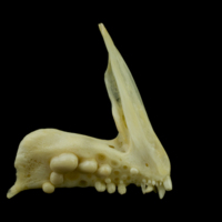 photo of Gilthead seabream premaxilla medial view
