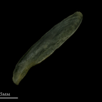 photo of Arctic Char subopercular medial view