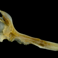 photo of Gilthead seabream cleithrum medial view