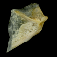 photo of Gilthead seabream opercular medial view