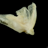 photo of Northern pike quadrate medial view