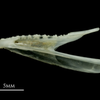 photo of Poor cod dentary lateral view
