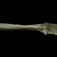 photo of Grayling parasphenoid dorsal view