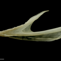 photo of Haddock dentary lateral view