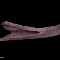photo of Wels catfish dentary medial view