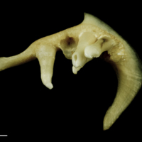 photo of Chub pharyngeal dorsal view