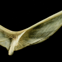 photo of European hake cleithrum medial view