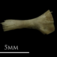 photo of Eelpout ceratohyal lateral view