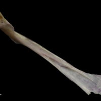 photo of Tub gurnard maxilla medial view