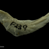 photo of Grayling preopercular lateral view