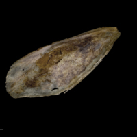 photo of Greater amberjack subopercular lateral view