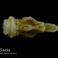 photo of Mediterranean moray basioccipital dorsal view