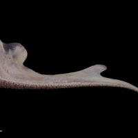 photo of Tub gurnard premaxilla lateral view