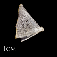 photo of Atlantic herring quadrate medial view