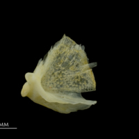 photo of Gilthead seabream quadrate lateral view