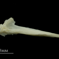 photo of Dragonet for assessment medial view