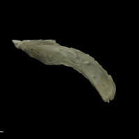 photo of Grayling maxilla lateral view