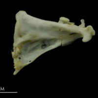 photo of Mediterranean moray quadrate medial view