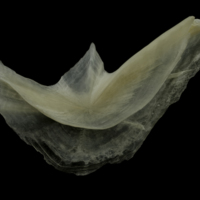 photo of Burbot preopercular lateral view