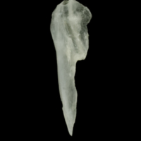 photo of Roach posttemporal medial view