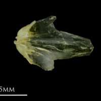 photo of Ruffe vomer ventral view