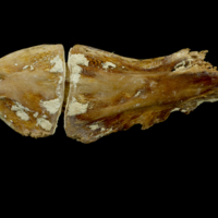 photo of Atlantic bluefin tuna  ceratohyal epihyal complex medial view