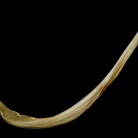 photo of Turbot anal pterygiophore lateral view