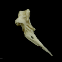 photo of Grey Triggerfish precaudal vertebra lateral view