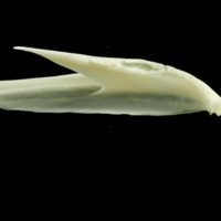 photo of Pollack dentary detail view
