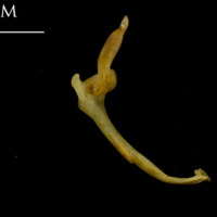 photo of Thinlip grey mullet  maxilla medial view