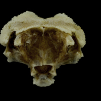 photo of Red gurnard parasphenoid basioccipital complex posterior view