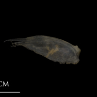photo of Shore rockling for assessment lateral view