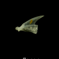 photo of Butterfish quadrate medial view