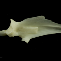 photo of Common carp articular medial view