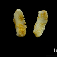 photo of Thinlip grey mullet  otolith(s) detail view