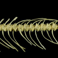 photo of Atlantic salmon caudal vertebra lateral view