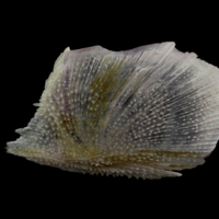 photo of Tub gurnard subopercular lateral view