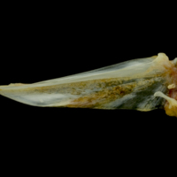 photo of Gilthead seabream basipterygium lateral view