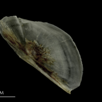 photo of Brill preopercular medial view