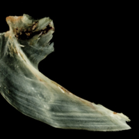 photo of Garfish for assessment lateral view