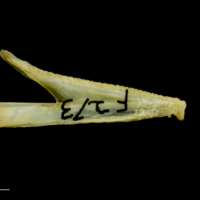 photo of Greater forkbeard dentary medial view