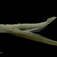 photo of Red gurnard dentary lateral view