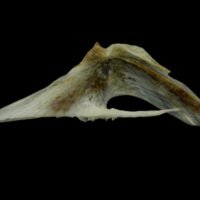 photo of Red gurnard for assessment lateral view