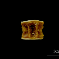 photo of Northern pike precaudal vertebra dorsal view