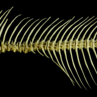 photo of Freshwater bream caudal vertebra lateral view