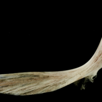 photo of Atlantic halibut cleithrum lateral view