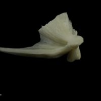 photo of Burbot quadrate medial view